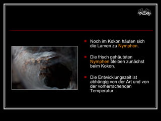 Noch im Kokon häuten sich die Larven zu  Nymphen .  Die frisch gehäuteten  Nymphen  bleiben zunächst beim Kokon.  Die Entwicklungszeit ist abhängig von der Art und von der vorherrschenden Temperatur. 