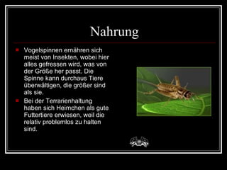 Nahrung Vogelspinnen ernähren sich meist von Insekten, wobei hier alles gefressen wird, was von der Größe her passt. Die Spinne kann durchaus Tiere überwältigen, die größer sind als sie. Bei der Terrarienhaltung haben sich Heimchen als gute Futtertiere erwiesen, weil die relativ problemlos zu halten sind. 