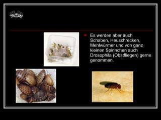 Es werden aber auch Schaben, Heuschrecken, Mehlwürmer und von ganz kleinen Spinnchen auch Drosophila (Obstfliegen) gerne genommen. 