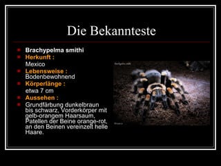 Die Bekannteste Brachypelma smithi Herkunft :   Mexico Lebensweise :  Bodenbewohnend Körperlänge :   etwa 7 cm Aussehen :   Grundfärbung dunkelbraun bis schwarz, Vorderkörper mit gelb-orangem Haarsaum, Patellen der Beine orange-rot, an den Beinen vereinzelt helle Haare.  