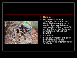 Haltung :   Die Art sollte in einem Terrarium von 30 x 30 cm Grundfläche untergebracht werden. Lehmige Wiesen- oder Walderde, hoch eingefüllt um den Tieren das Graben zu ermöglichen, hat sich gut bewährt. Verhalten : Friedlich, verteidigt sich durch Bombardieren. Häufig außerhalb des Unterschlupfes zu sehen. 