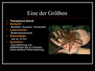 Eine der Größten  Theraphosa blondi   Herkunft :   Brasilien, Guyana, Venezuela Lebensweise :   Bodenbewohnend Körperlänge :   bis zu 12 cm Aussehen :   Grundfärbung von  kaffeebraun bis zu schwarz  ohne weitere Farbmusterung.  