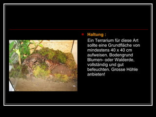 Haltung :   Ein Terrarium für diese Art sollte eine Grundfläche von mindestens 40 x 40 cm aufweisen. Bodengrund Blumen- oder Walderde, vollständig und gut befeuchten. Grosse Höhle anbieten!  