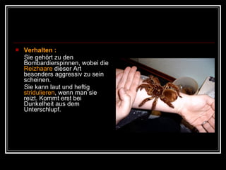 Verhalten :   Sie gehört zu den Bombardierspinnen, wobei die  Reizhaare  dieser Art besonders aggressiv zu sein scheinen.  Sie kann laut und heftig  stridulieren , wenn man sie reizt. Kommt erst bei Dunkelheit aus dem Unterschlupf. 
