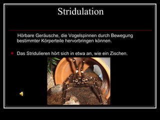Stridulation Hörbare Geräusche, die Vogelspinnen durch Bewegung bestimmter Körperteile hervorbringen können.  Das Stridulieren hört sich in etwa an, wie ein Zischen. 