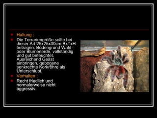 Haltung :   Die Terrariengröße sollte bei dieser Art 25x25x30cm BxTxH betragen. Bodengrund Wald- oder Blumenerde, vollständig und gut befeuchtet. Ausreichend Geäst einbringen, gebogene senkrechte Korkröhre als Unterschlupf. Verhalten :  Recht friedlich und normalerweise nicht aggressiv.  