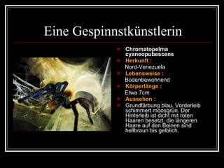 Eine Gespinnstkünstlerin Chromatopelma cyaneopubescens  Herkunft :   Nord-Venezuela Lebensweise : Bodenbewohnend Körperlänge :   Etwa 7cm Aussehen :   Grundfärbung blau, Vorderleib schimmert moosgrün. Der Hinterleib ist dicht mit roten Haaren besetzt, die längeren Haare auf den Beinen sind hellbraun bis gelblich. 