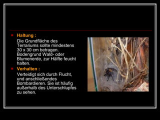 Haltung :  Die Grundfläche des Terrariums sollte mindestens 30 x 30 cm betragen. Bodengrund Wald- oder Blumenerde, zur Hälfte feucht halten. Verhalten :   Verteidigt sich durch Flucht, und anschließendes Bombardieren. Sie ist häufig außerhalb des Unterschlupfes zu sehen. 