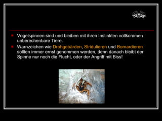 Vogelspinnen sind und bleiben mit ihren Instinkten vollkommen unberechenbare Tiere. Warnzeichen wie  Drohgebärden ,  Stridulieren  und  Bomardieren  sollten immer ernst genommen werden, denn danach bleibt der Spinne nur noch die Flucht, oder der Angriff mit Biss!  