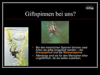 Giftspinnen bei uns? Bei den heimischen Spinnen können zwei Arten als giftig eingestuft werden – die  Kreuzspinne  und die  Wasserspinne .  Allerdings sind sie für den Menschen eher ungefährlich, da sie selten zubeißen. 