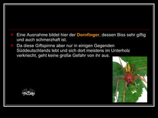 Eine Ausnahme bildet hier der  Dornfinger , dessen Biss sehr giftig und auch schmerzhaft ist.  Da diese Giftspinne aber nur in einigen Gegenden Süddeutschlands lebt und sich dort meistens im Unterholz verkriecht, geht keine große Gefahr von ihr aus. 