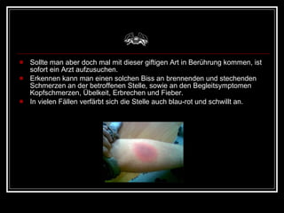 Sollte man aber doch mal mit dieser giftigen Art in Berührung kommen, ist sofort ein Arzt aufzusuchen.  Erkennen kann man einen solchen Biss an brennenden und stechenden Schmerzen an der betroffenen Stelle, sowie an den Begleitsymptomen Kopfschmerzen, Übelkeit, Erbrechen und Fieber.  In vielen Fällen verfärbt sich die Stelle auch blau-rot und schwillt an. 