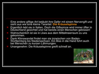 Eine andere giftige Art betäubt ihre Opfer mit einem Nervengift und sieht aus wie eine kleine Tarantel:  Die Kräuselspinne Eigentlich lebt sie in Italien. Doch die Giftspinne wird immer öfter in Deutschland gesichtet und hat bereits einen Menschen gebissen! Wahrscheinlich ist sie in Lkws aus dem Mittelmeerraum zu uns gekommen.  Dank Klimawandel findet man sie inzwischen von Baden-Württemberg bis Niedersachsen. Ein Biss in die Hand führt auch bei Menschen zu kurzen Lähmungen. Unangenehm: Die Kräuselspinne greift schnell an. 
