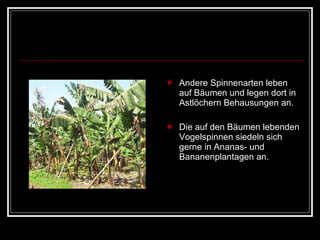Andere Spinnenarten leben auf Bäumen und legen dort in Astlöchern Behausungen an.  Die auf den Bäumen lebenden Vogelspinnen siedeln sich gerne in Ananas- und Bananenplantagen an. 