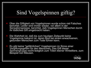 Sind Vogelspinnen giftig? Über die Giftigkeit von Vogelspinnen wurde schon viel Falsches berichtet. Leider wird immer wieder, vor allem in der Sensationspresse, berichtet, daß Vogelspinnen Menschen durch ihr tödliches Gift umgebracht haben.  Die Wahrheit ist, daß bis zum heutigen Zeitpunkt keine Vogelspinne bekannt ist, deren Biss bei einem erwachsenen, gesunden Menschen zum Tode führen kann.  Es gibt keine "gefährlichen" Vogelspinnen im Sinne einer Vergiftungsgefahr für den Menschen. Das Gift dieser Spinnengruppe reicht lediglich zum Töten kleiner Wirbeltiere, zum Beispiel von Mäusen. 