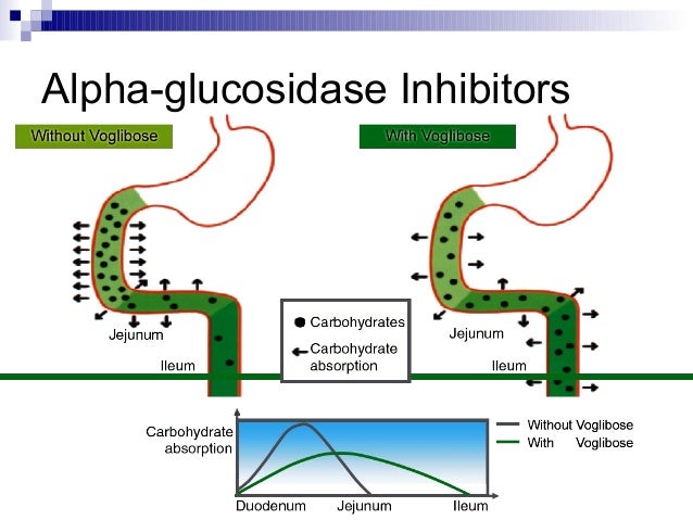 Alpha glucosidase inhibitors, acarbose precose ®, miglitol 