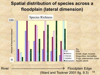 River --------------------------------------------- Floodplain Edge
Spatial distribution of species across a
floodplain (lateral dimension)
Species Richness
0
50
100
Percent
of
maximum
richness
fish
Mollusca
Odonata
Amphibia
Macrophytes
(Ward and Tockner 2001 fig. 9.3)
Species Richness
0
100
Eg.
Fish
Snails, slugs, mussels,
Dragonflies, damselflies
Frogs, salamanders, toads
Aquatic plants
14
 