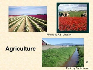 Photos by R.S. Lindsay
Photo by Carrie Inman
Agriculture
19
 