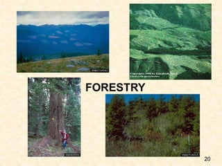 FORESTRY
20
 