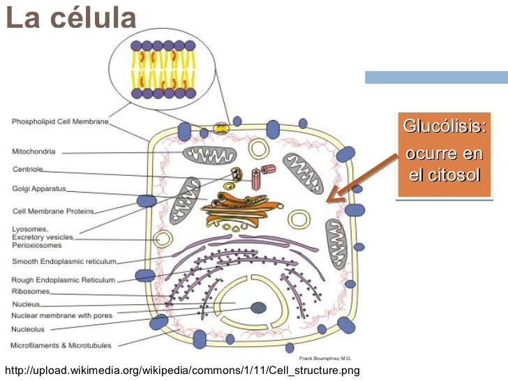 Glucólisis