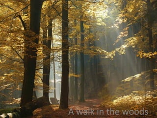 A walk in the woods
 
