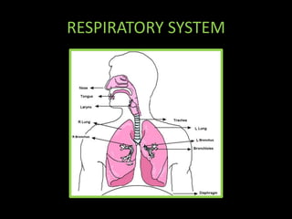 RESPIRATORY SYSTEM
 