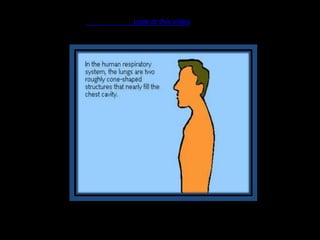 The Human respiratory system.avi
Look at this video
 