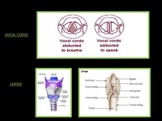 VOCAL CORDS
LARINX
 