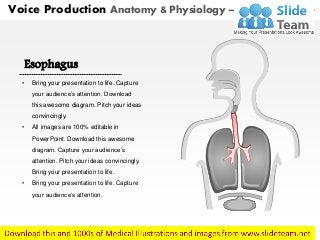 Esophagus
• Bring your presentation to life. Capture
your audience’s attention. Download
this awesome diagram. Pitch your ideas
convincingly.
• All images are 100% editable in
PowerPoint. Download this awesome
diagram. Capture your audience’s
attention. Pitch your ideas convincingly.
Bring your presentation to life.
• Bring your presentation to life. Capture
your audience’s attention.
Voice Production Anatomy & Physiology – With Highlighted Part
 