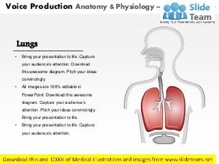 Lungs
• Bring your presentation to life. Capture
your audience’s attention. Download
this awesome diagram. Pitch your ideas
convincingly.
• All images are 100% editable in
PowerPoint. Download this awesome
diagram. Capture your audience’s
attention. Pitch your ideas convincingly.
Bring your presentation to life.
• Bring your presentation to life. Capture
your audience’s attention.
Voice Production Anatomy & Physiology – With Highlighted Part
 