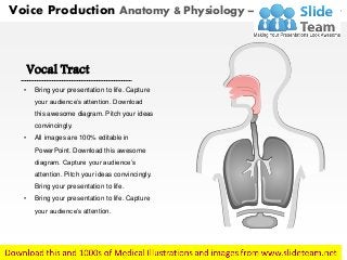 Vocal Tract
• Bring your presentation to life. Capture
your audience’s attention. Download
this awesome diagram. Pitch your ideas
convincingly.
• All images are 100% editable in
PowerPoint. Download this awesome
diagram. Capture your audience’s
attention. Pitch your ideas convincingly.
Bring your presentation to life.
• Bring your presentation to life. Capture
your audience’s attention.
Voice Production Anatomy & Physiology – With Highlighted Part
 