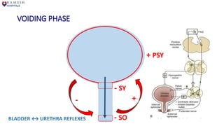 VOIDING PHASE
- SY
- SO
+ PSY
- +
BLADDER ↔ URETHRA REFLEXES
 