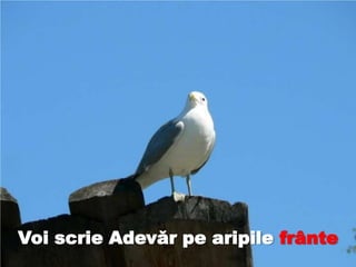 Voi scrie Adevăr pe aripile frânte
 