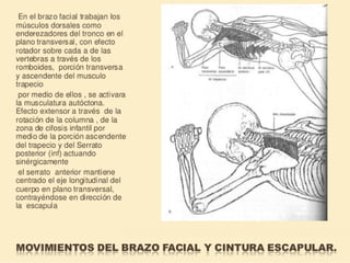 Método o Terapia Vojta
