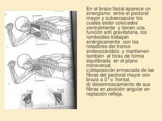 Método o Terapia Vojta