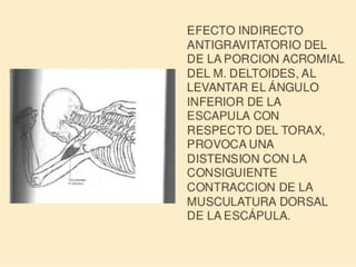 Método o Terapia Vojta