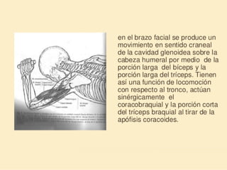 Método o Terapia Vojta