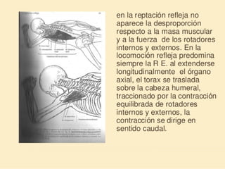 Método o Terapia Vojta