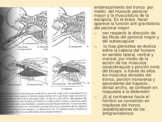 Método o Terapia Vojta