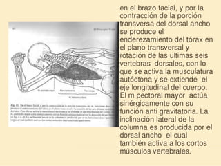 Método o Terapia Vojta