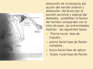 Método o Terapia Vojta