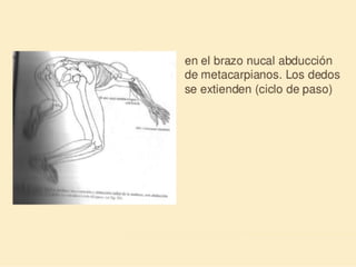 Método o Terapia Vojta