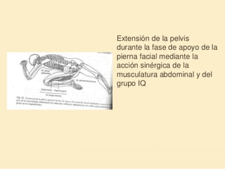 Método o Terapia Vojta