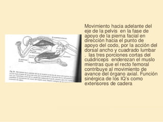 Método o Terapia Vojta