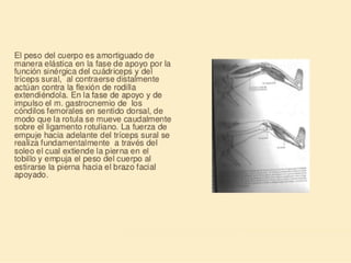 Método o Terapia Vojta