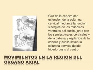 Método o Terapia Vojta