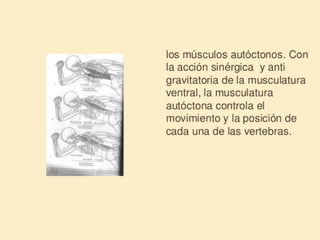 Método o Terapia Vojta