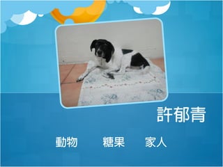 許郁青
動物

糖果

家人

 