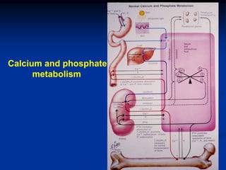 Calcium and phosphate
      metabolism
 
