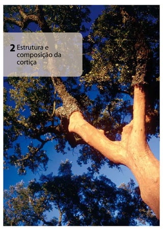16
Estrutura e
composição da
cortiça
2
 